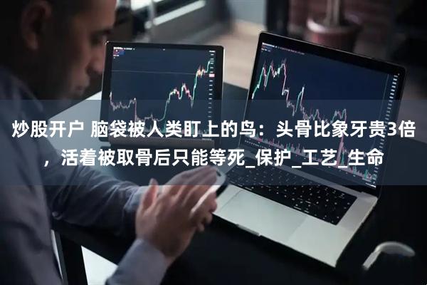 炒股开户 脑袋被人类盯上的鸟：头骨比象牙贵3倍，活着被取骨后只能等死_保护_工艺_生命